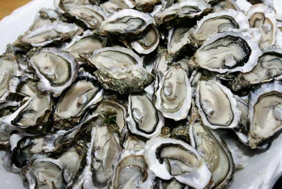 oysters